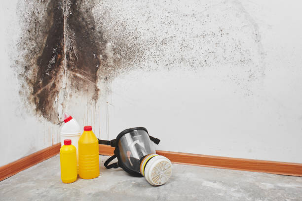 Best Toxic Mold Removal  in Grafton, ND