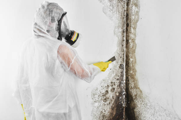 Best Mold Removal and Inspection  in Grafton, ND