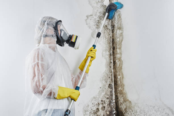 Best Commercial Mold Removal  in Grafton, ND