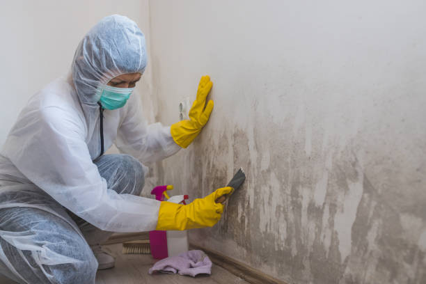 Best Home Mold Removal  in Grafton, ND