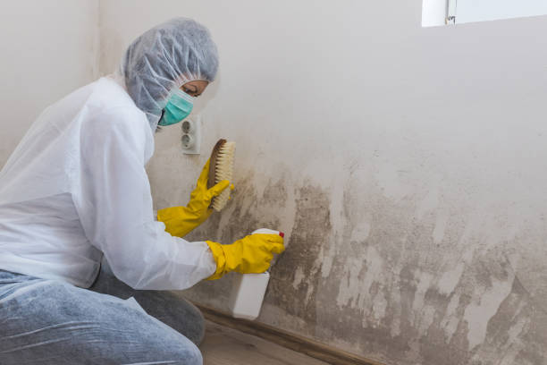 Mold Removal and Inspection in Grafton, ND