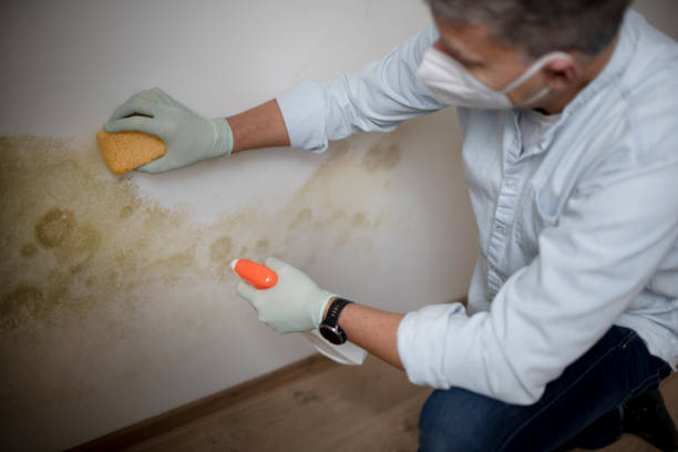 Office Mold Removal Services in Grafton, ND