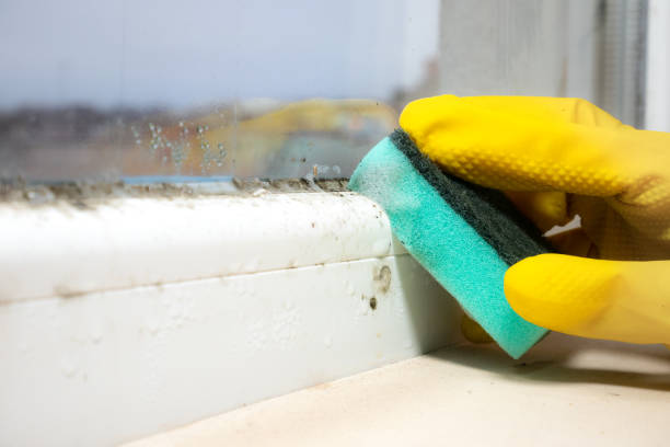 Best Best Mold Removal Companies  in Grafton, ND