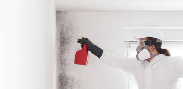 Best Residential Mold Removal  in Grafton, ND