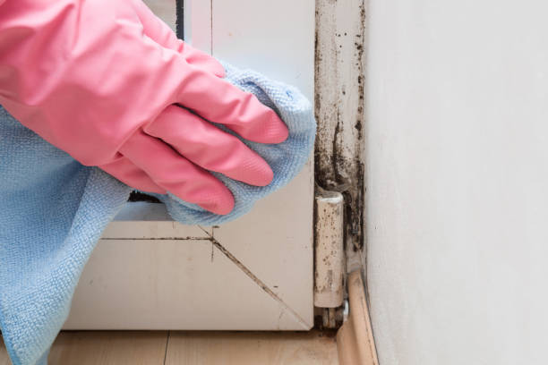 Trusted Grafton, ND Mold Removal Experts