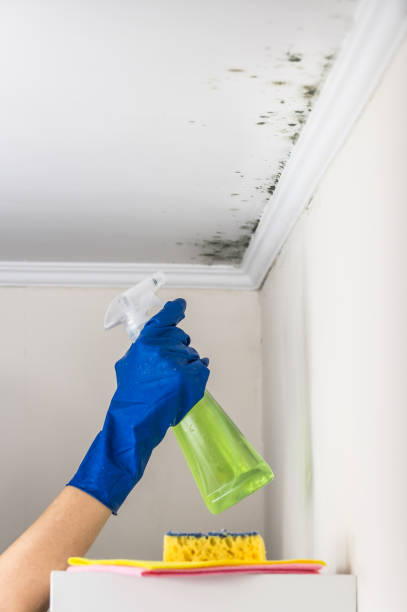 Best Mold Damage Repair  in Grafton, ND
