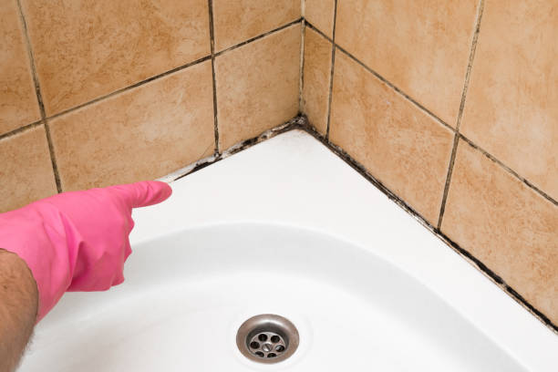 Certified Mold Removal in Grafton, ND