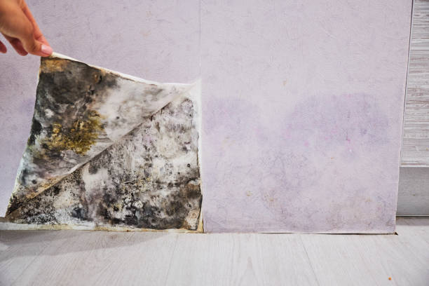 Best Professional Mold Removal  in Grafton, ND